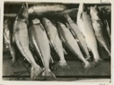 Image of Salmon trout- cod small fish at left